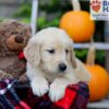 Image of Freddie, a Golden Retriever puppy