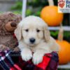 Image of Freddie, a Golden Retriever puppy