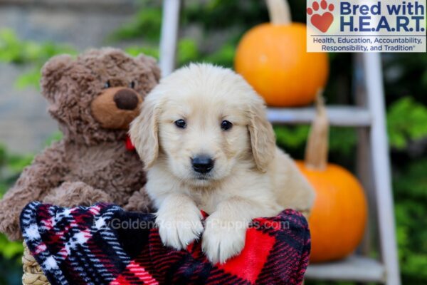 Image of Freddie, a Golden Retriever puppy