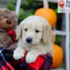 Image of Freddie, a Golden Retriever puppy