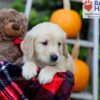 Image of Freddie, a Golden Retriever puppy