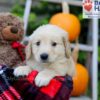 Image of Freddie, a Golden Retriever puppy