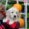 Image of Freddie, a Golden Retriever puppy