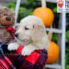 Image of Freddie, a Golden Retriever puppy