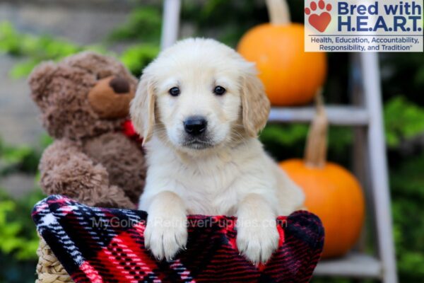 Image of Froda, a Golden Retriever puppy