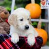 Image of Froda, a Golden Retriever puppy