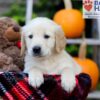 Image of Froda, a Golden Retriever puppy