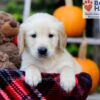 Image of Froda, a Golden Retriever puppy