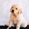 Image of Goldie, a Golden Retriever puppy