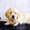 Image of Goldie, a Golden Retriever puppy