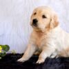 Image of Goldie, a Golden Retriever puppy