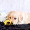 Image of Goldie, a Golden Retriever puppy