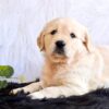 Image of Goldie, a Golden Retriever puppy