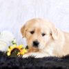 Image of Goldie, a Golden Retriever puppy