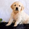 Image of Goldie, a Golden Retriever puppy