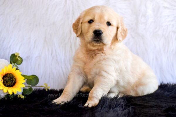 Image of Goldie, a Golden Retriever puppy