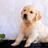 Image of Goldie, a Golden Retriever puppy