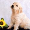 Image of Goldie, a Golden Retriever puppy