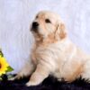 Image of Goldie, a Golden Retriever puppy