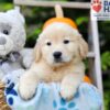 Image of Harmony, a Golden Retriever puppy