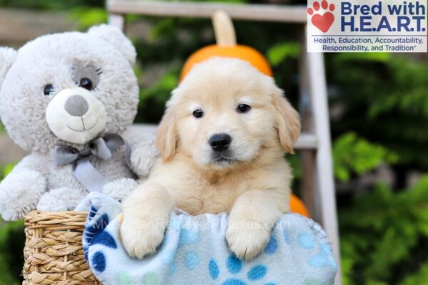 Image of Harmony, a Golden Retriever puppy