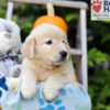 Image of Harmony, a Golden Retriever puppy