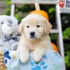 Image of Harmony, a Golden Retriever puppy