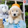 Image of Harmony, a Golden Retriever puppy