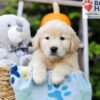 Image of Harmony, a Golden Retriever puppy