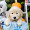 Image of Harmony, a Golden Retriever puppy