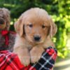 Image of Harper, a Golden Retriever puppy