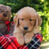 Image of Harper, a Golden Retriever puppy