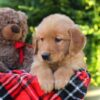 Image of Harper, a Golden Retriever puppy