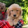 Image of Harper, a Golden Retriever puppy