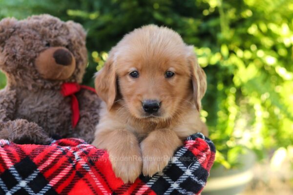 Image of Harper, a Golden Retriever puppy