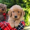 Image of Harper, a Golden Retriever puppy