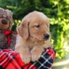 Image of Harper, a Golden Retriever puppy