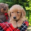 Image of Harper, a Golden Retriever puppy