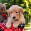 Image of Harrison, a Golden Retriever puppy