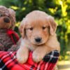 Image of Harrison, a Golden Retriever puppy