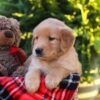 Image of Harrison, a Golden Retriever puppy