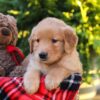 Image of Harrison, a Golden Retriever puppy