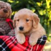 Image of Harrison, a Golden Retriever puppy