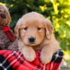 Image of Harrison, a Golden Retriever puppy