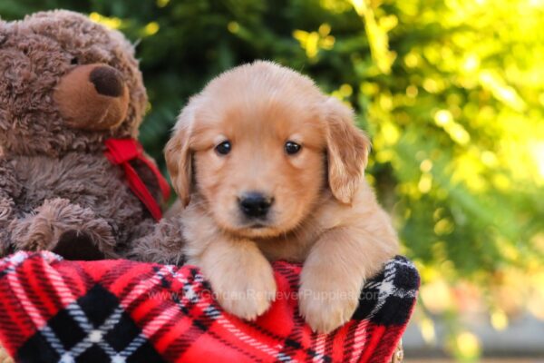 Image of Harrison, a Golden Retriever puppy