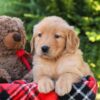 Image of Harvest, a Golden Retriever puppy