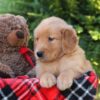 Image of Harvest, a Golden Retriever puppy