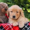 Image of Harvest, a Golden Retriever puppy