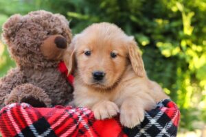 Image of Harvest, a Golden Retriever puppy