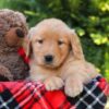 Image of Harvest, a Golden Retriever puppy